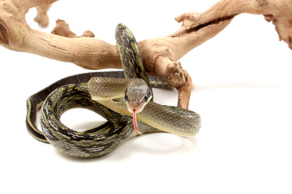 Vietnamese Blue Beauty Rat Snake