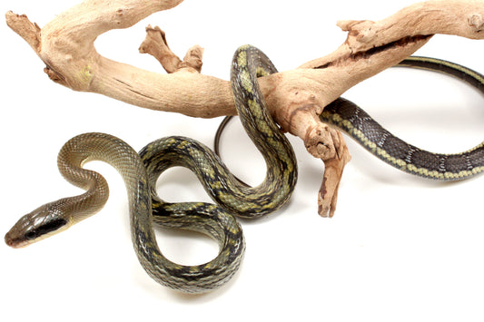 Vietnamese Blue Beauty Rat Snake