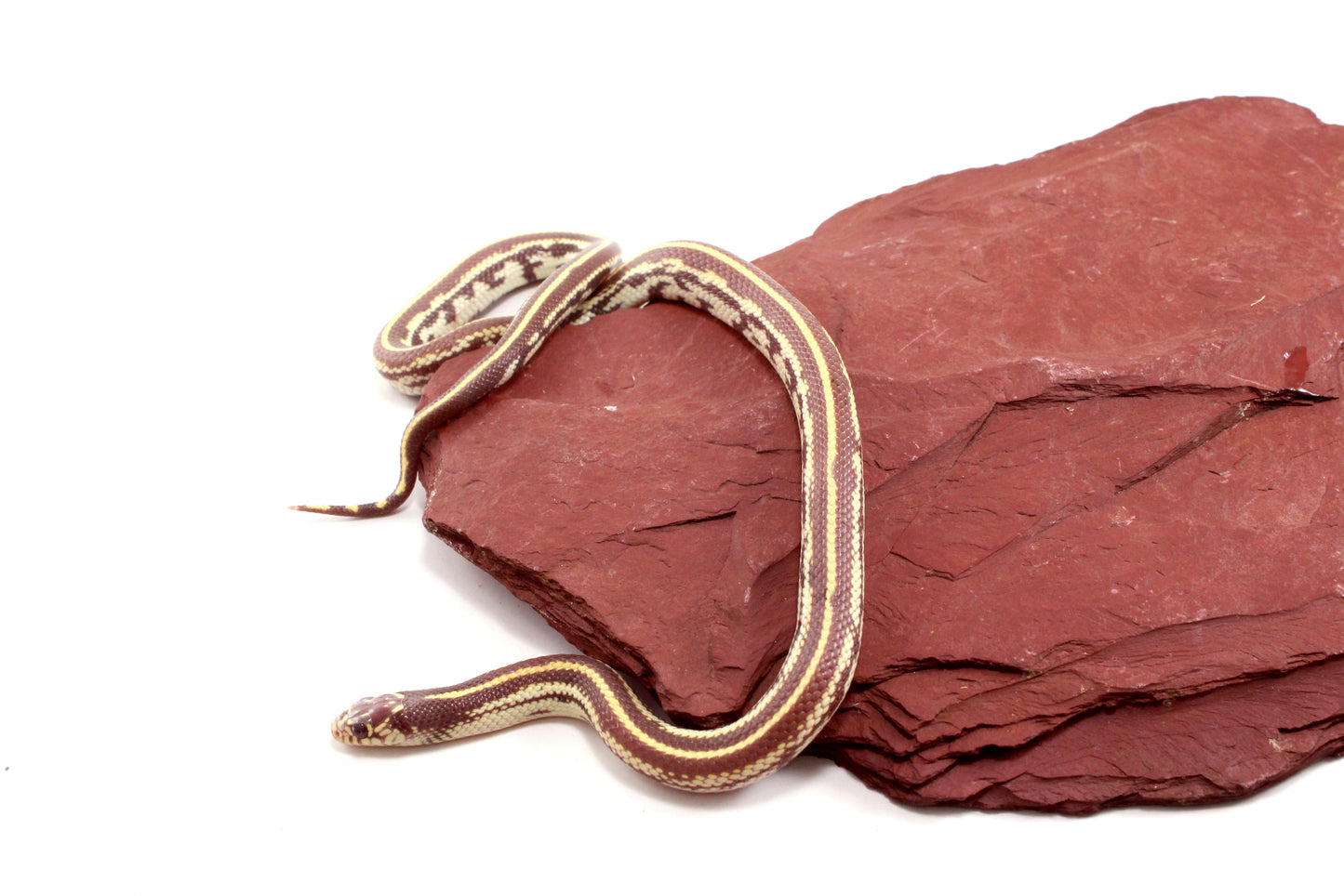 Lavender Albino California Kingsnake