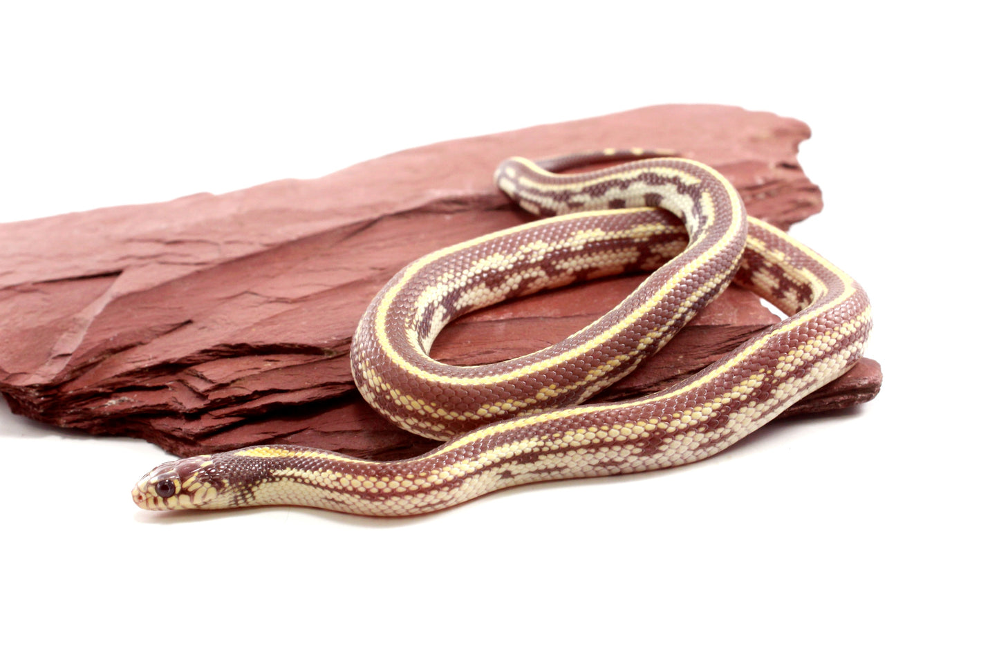 Lavender Albino California Kingsnake