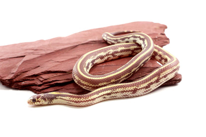 Lavender Albino California Kingsnake