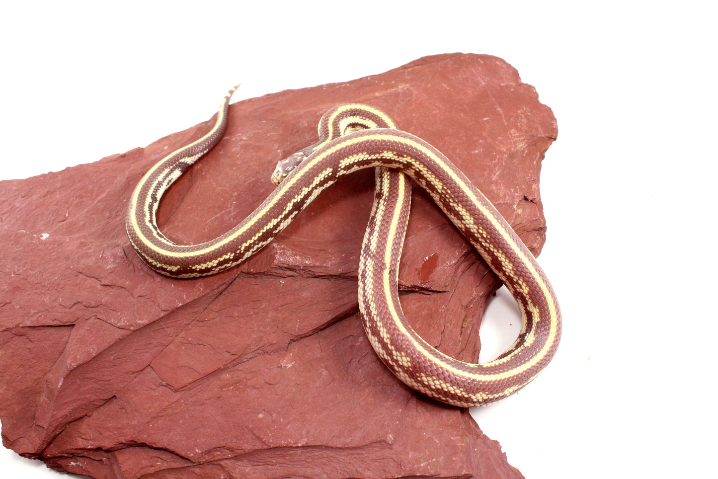 Lavender Albino California Kingsnake