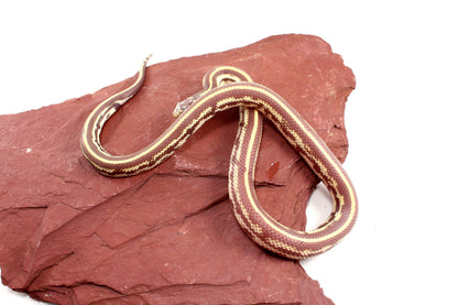 Lavender Albino California Kingsnake