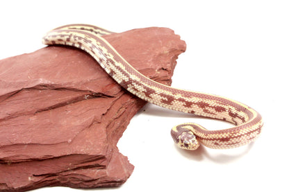 Lavender Albino California Kingsnake