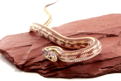 Lavender Albino California Kingsnake
