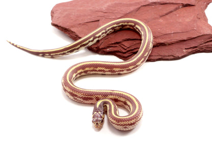 Lavender Albino California Kingsnake