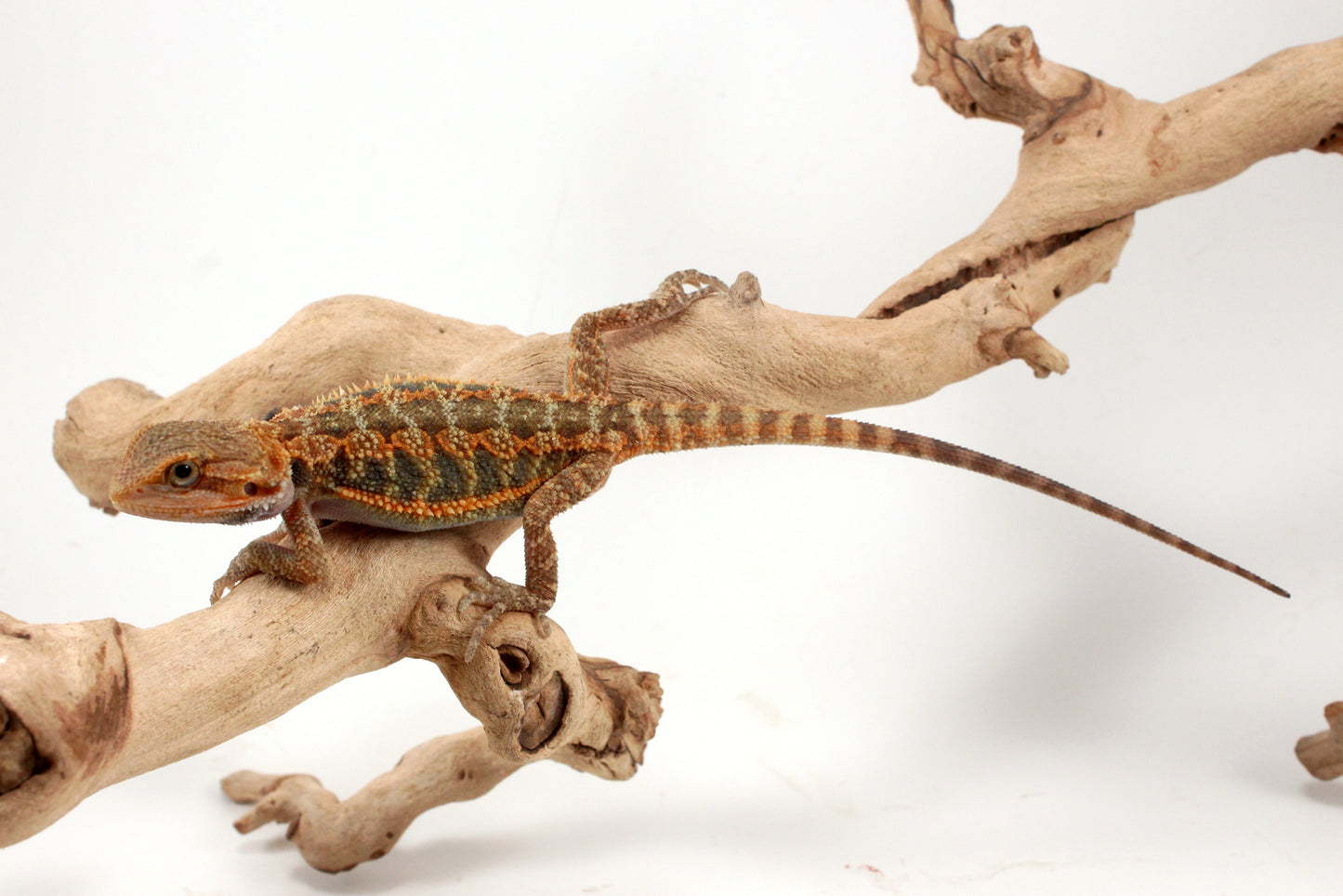Orange Hypo Translucent Bearded Dragon