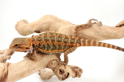 Orange Hypo Translucent Bearded Dragon