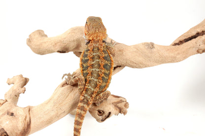 Orange Hypo Translucent Bearded Dragon