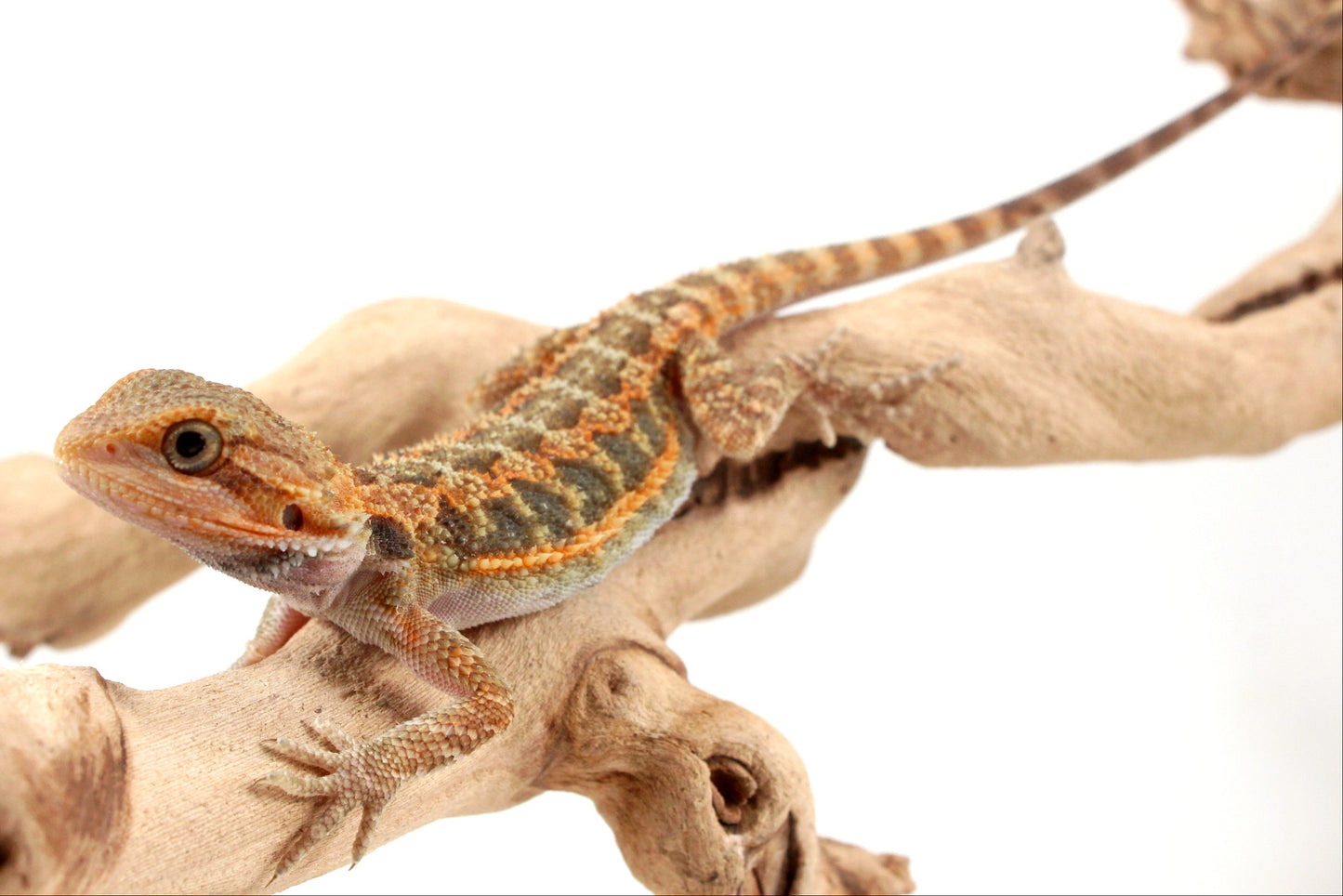Orange Hypo Translucent Bearded Dragon
