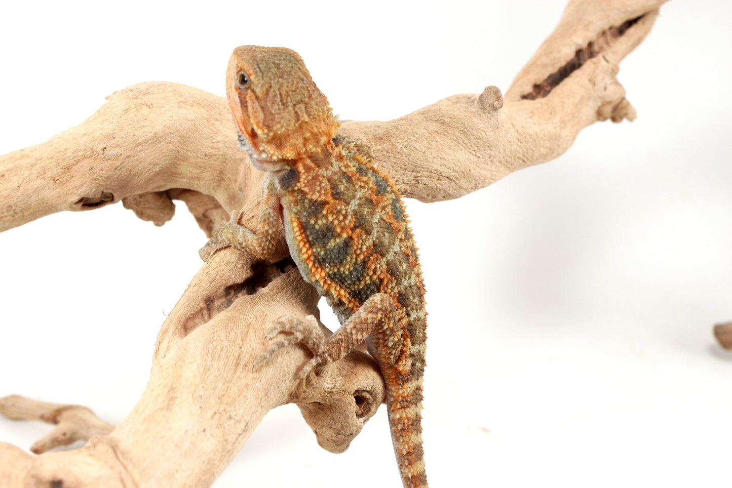 Orange Hypo Translucent Bearded Dragon