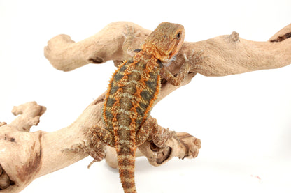 Orange Hypo Translucent Bearded Dragon