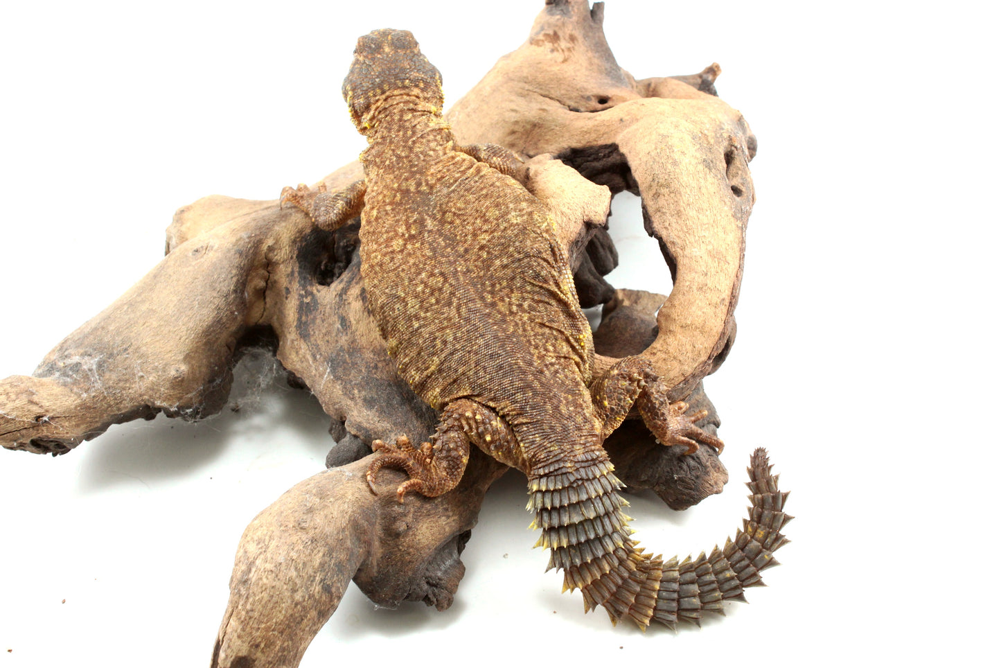 Nigerian Uromastyx - Yellow