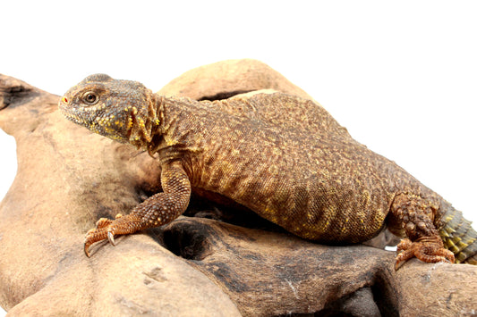 Nigerian Uromastyx - Yellow