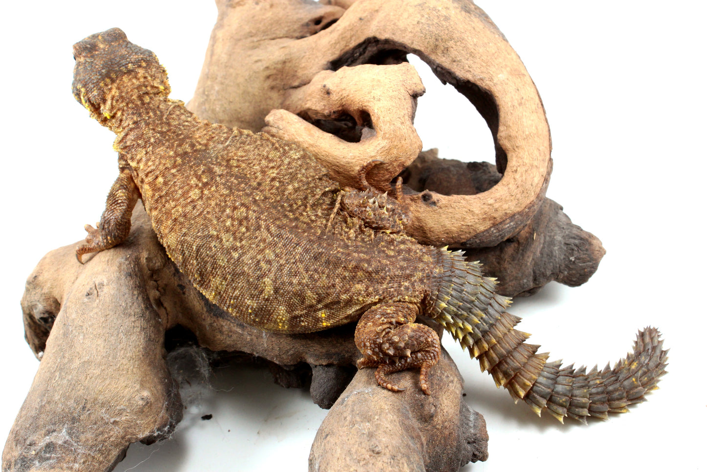 Nigerian Uromastyx - Yellow