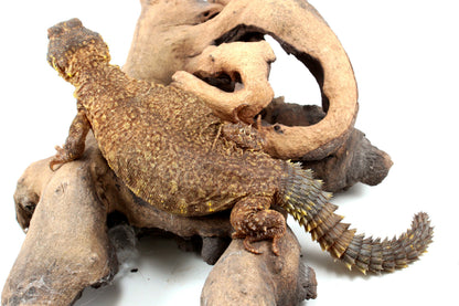 Nigerian Uromastyx - Yellow