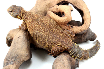 Nigerian Uromastyx - Yellow