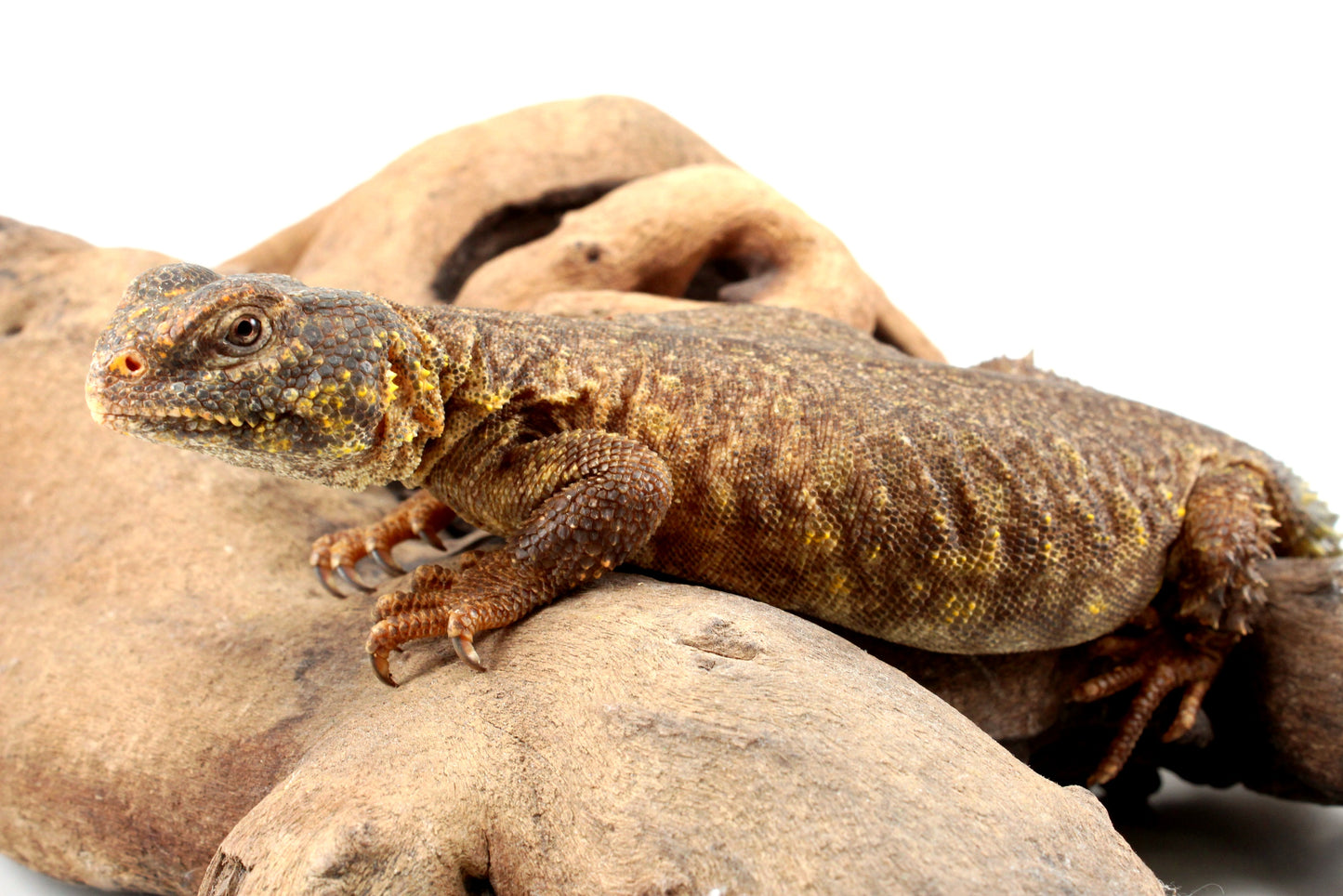 Nigerian Uromastyx - Yellow
