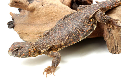 Nigerian Uromastyx - Orange
