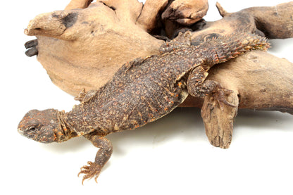 Nigerian Uromastyx - Orange