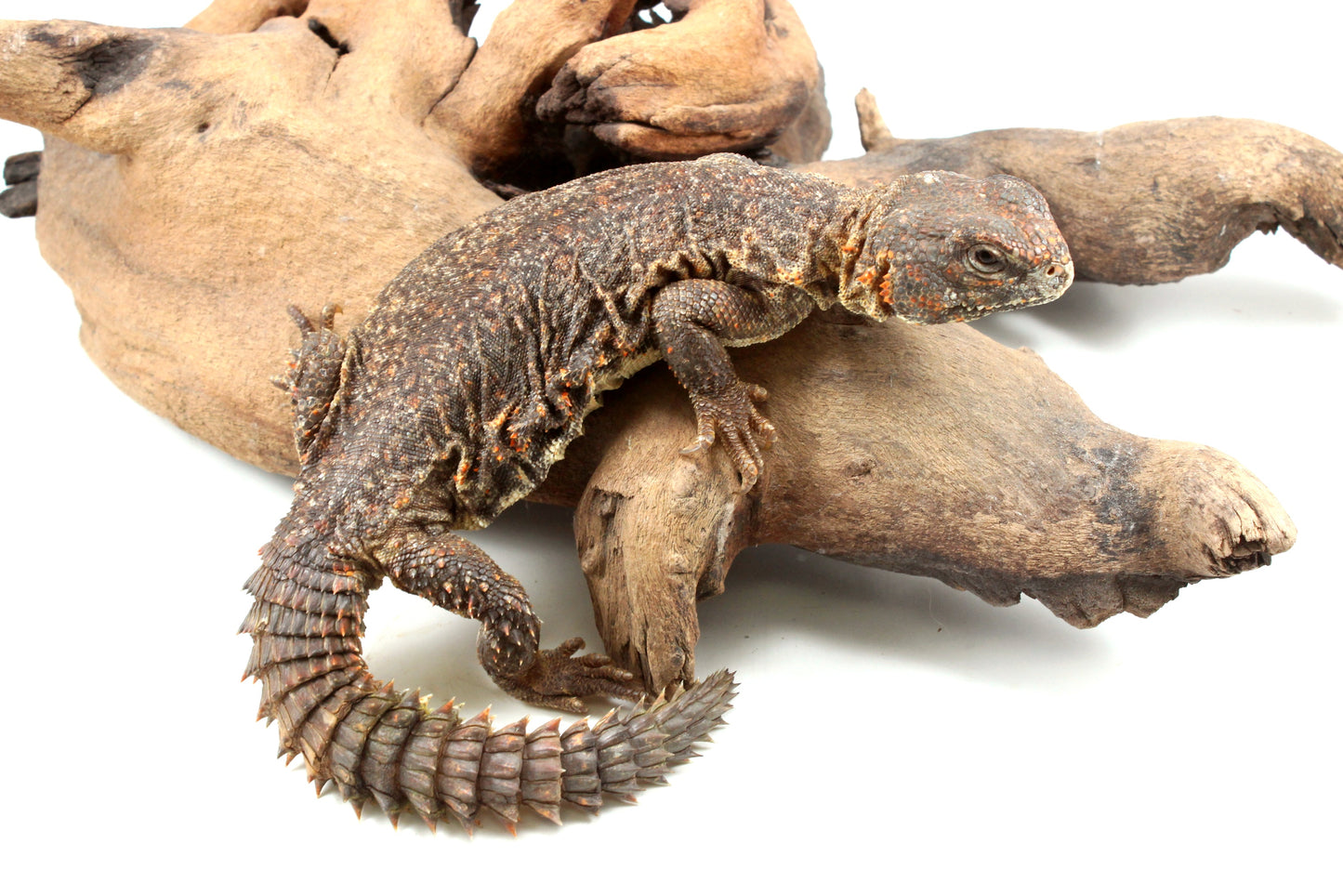 Nigerian Uromastyx - Orange