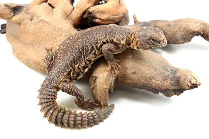 Nigerian Uromastyx - Orange