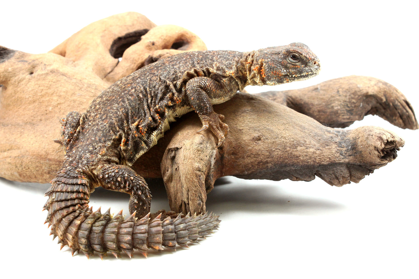 Nigerian Uromastyx - Orange