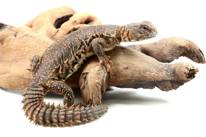 Nigerian Uromastyx - Orange