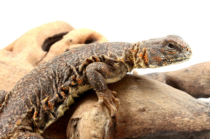 Nigerian Uromastyx - Orange
