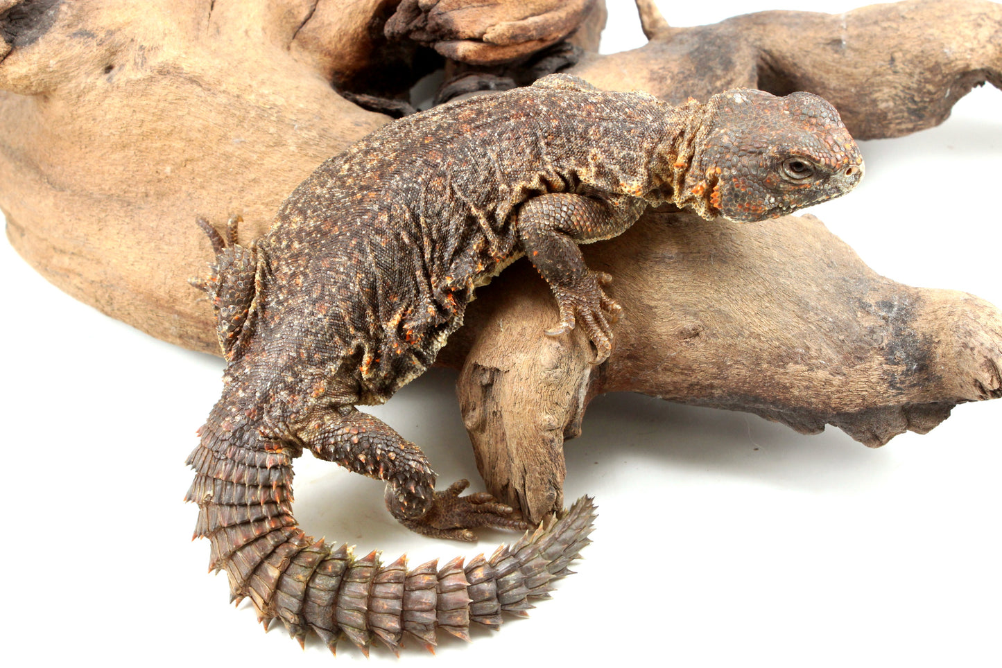 Nigerian Uromastyx - Orange