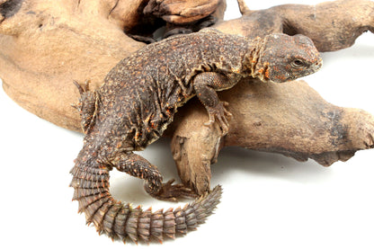 Nigerian Uromastyx - Orange