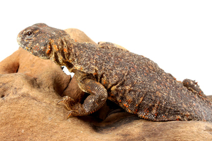 Nigerian Uromastyx - Orange