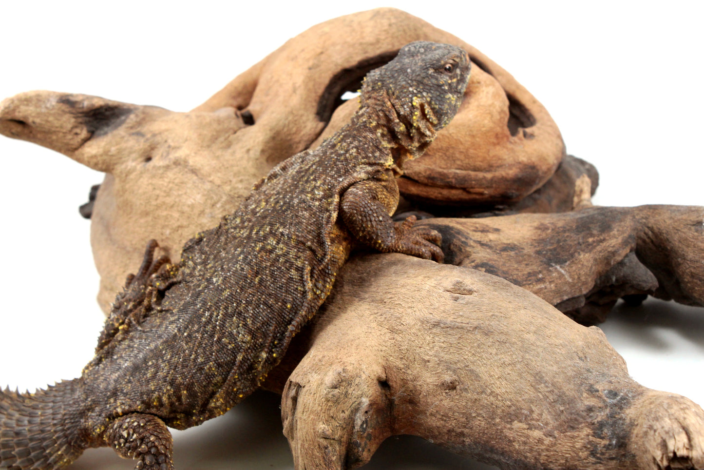 Nigerian Uromastyx - Yellow