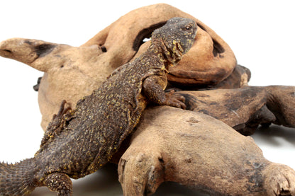 Nigerian Uromastyx - Yellow