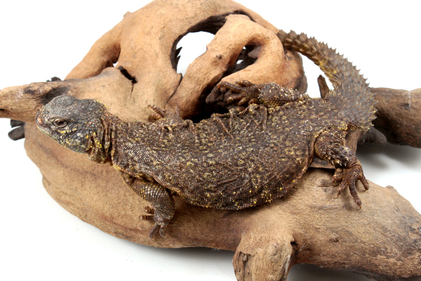 Nigerian Uromastyx - Yellow