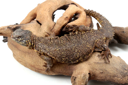 Nigerian Uromastyx - Yellow
