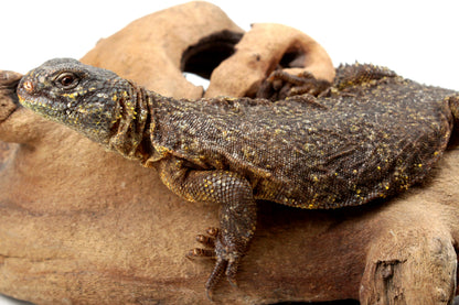 Nigerian Uromastyx - Yellow