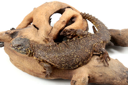 Nigerian Uromastyx - Yellow
