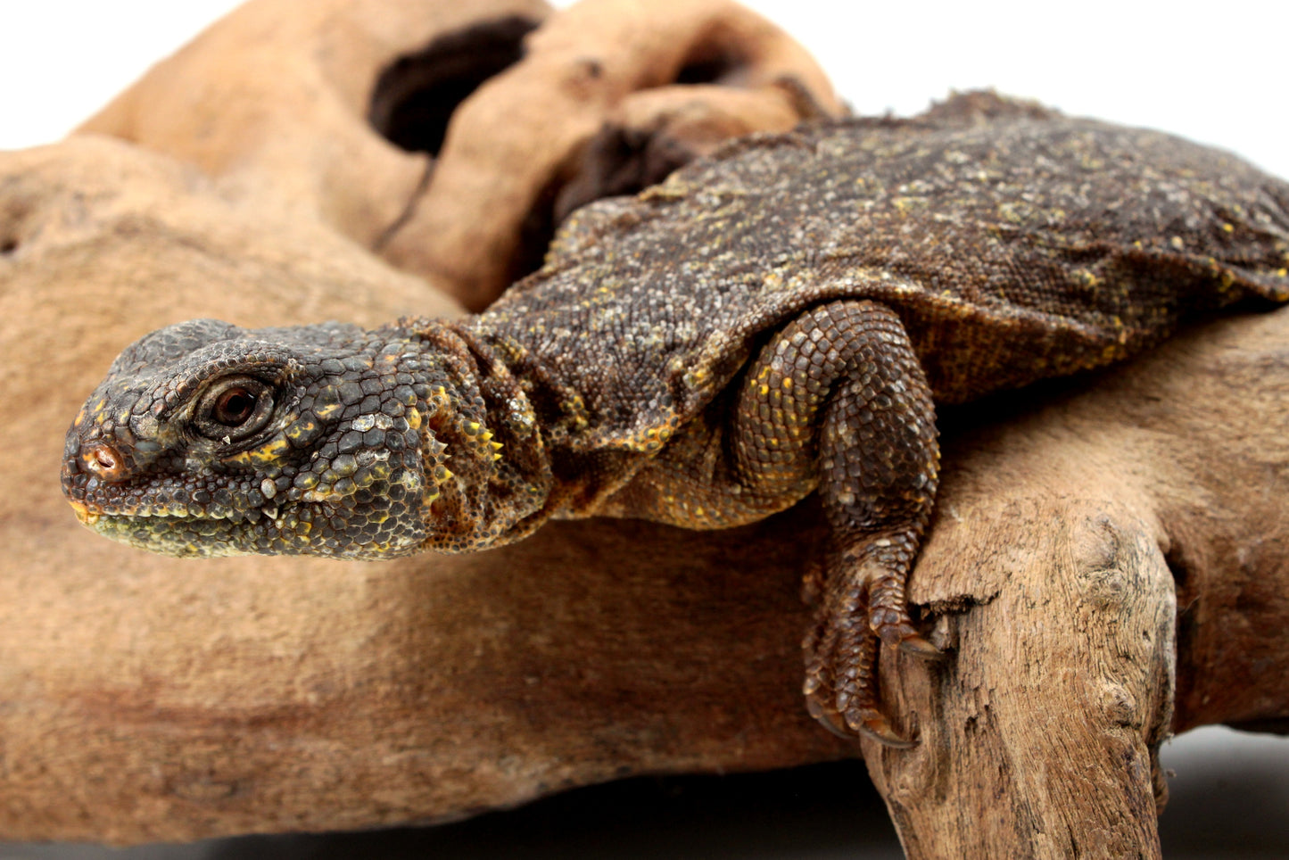 Nigerian Uromastyx - Yellow
