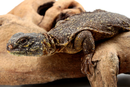 Nigerian Uromastyx - Yellow