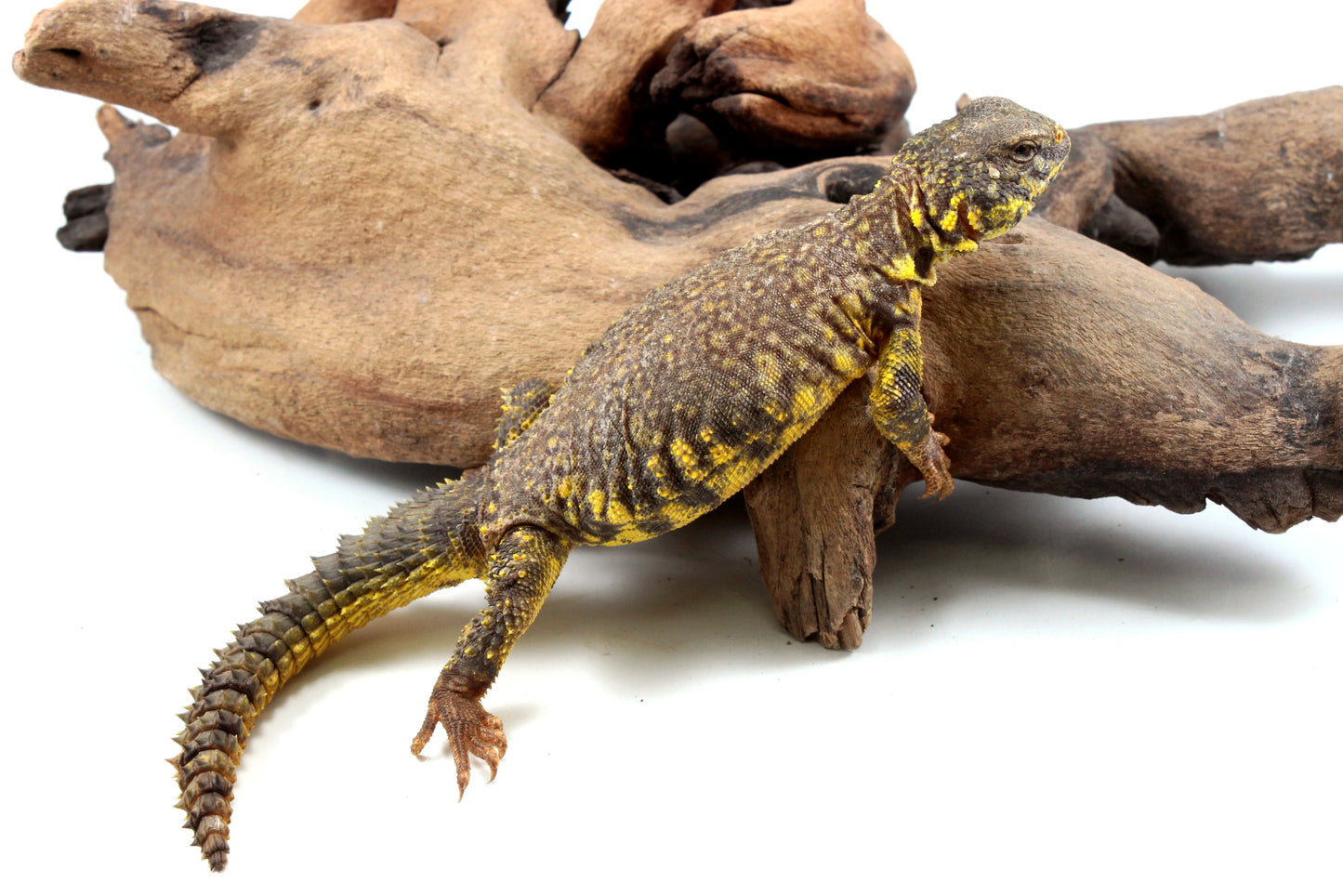 Nigerian Uromastyx - Yellow