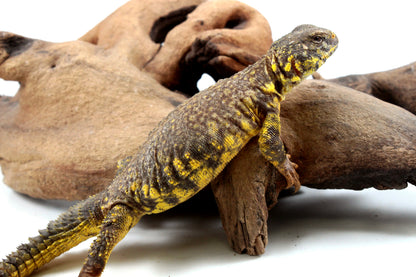 Nigerian Uromastyx - Yellow