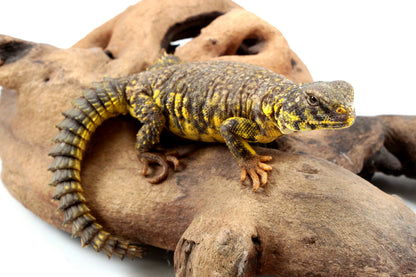 Nigerian Uromastyx - Yellow