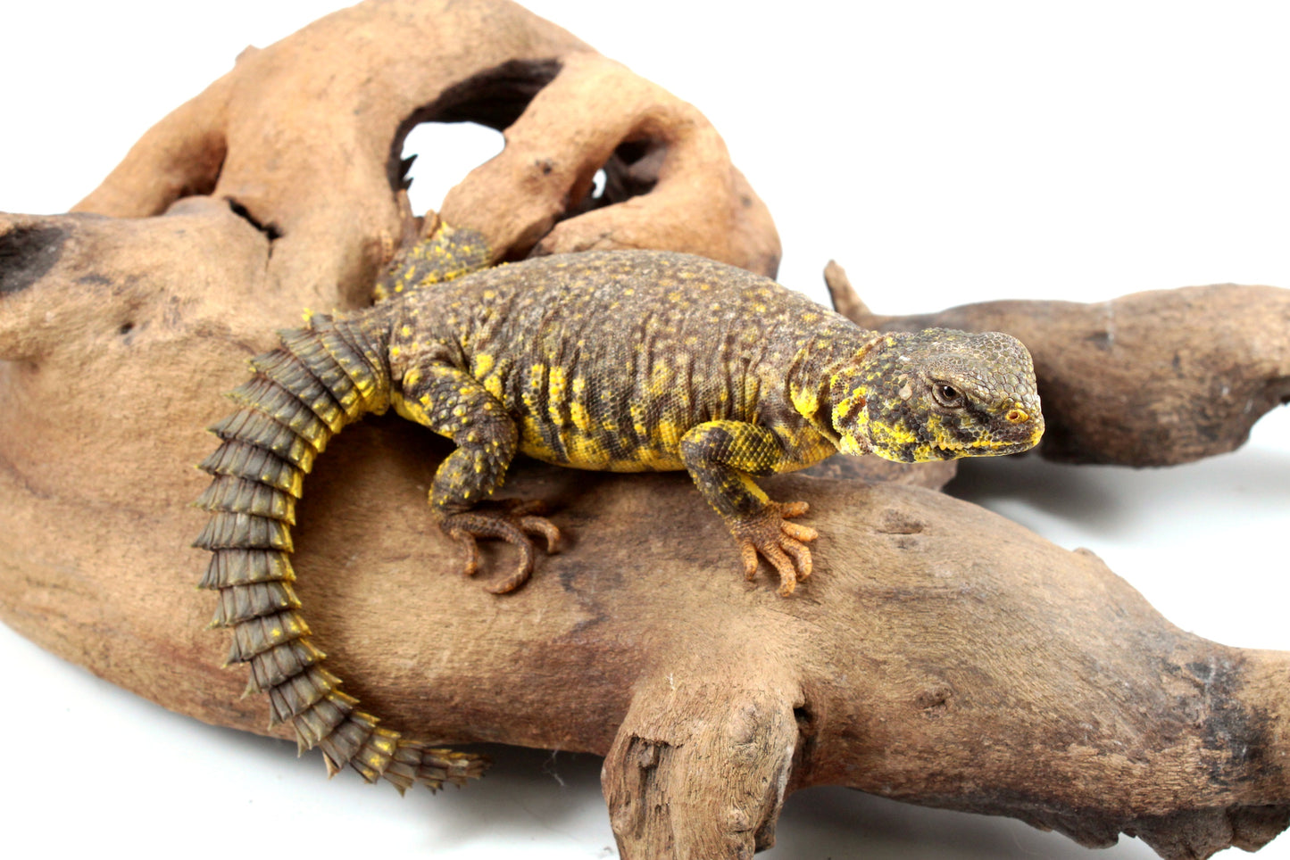 Nigerian Uromastyx - Yellow