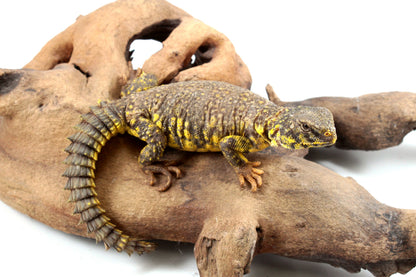 Nigerian Uromastyx - Yellow