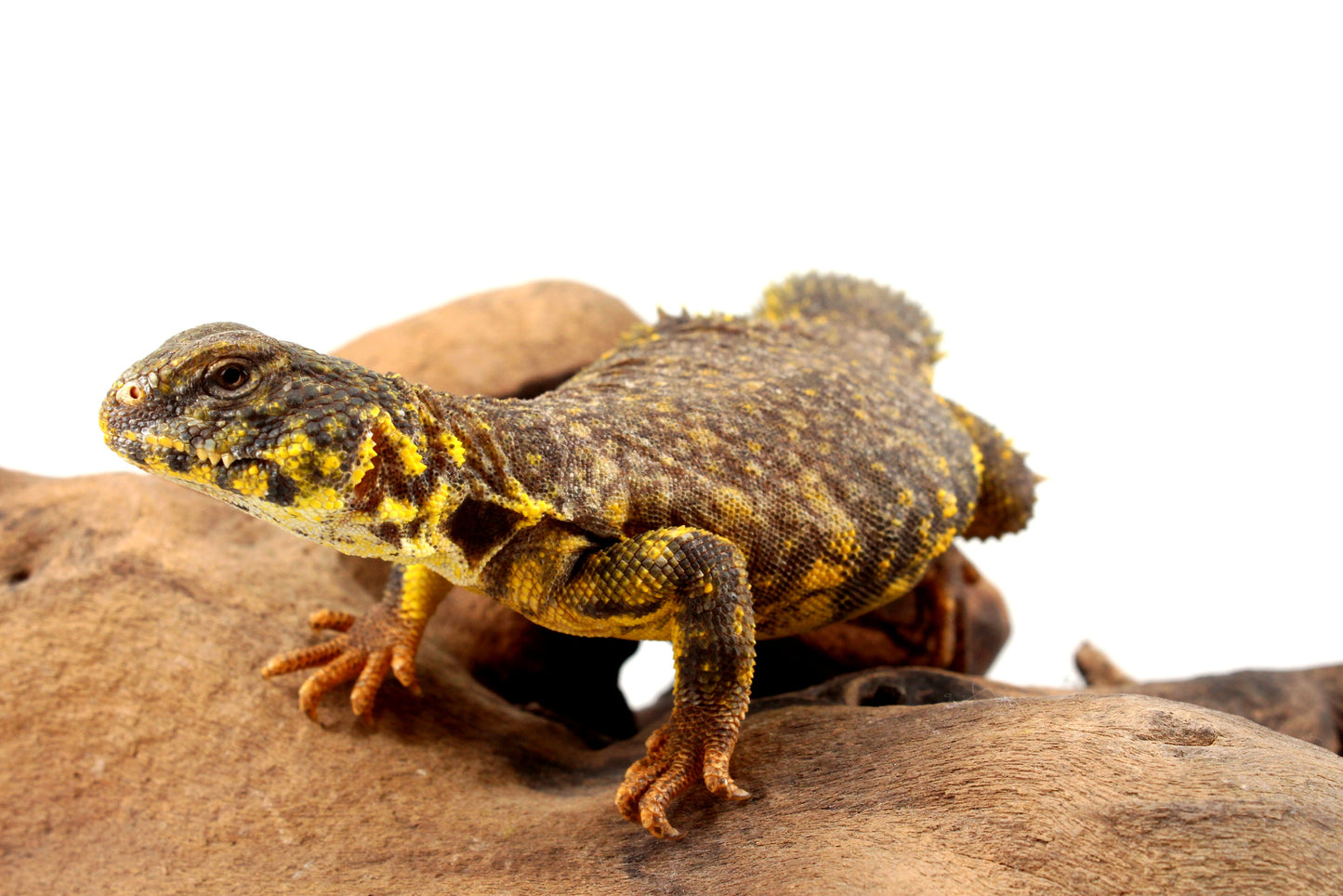 Nigerian Uromastyx - Yellow