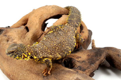 Nigerian Uromastyx - Yellow