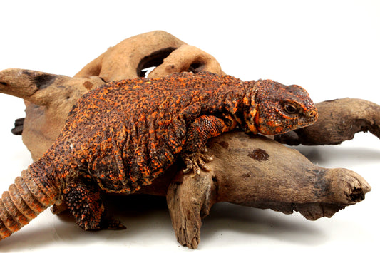Nigerian Uromastyx - Orange