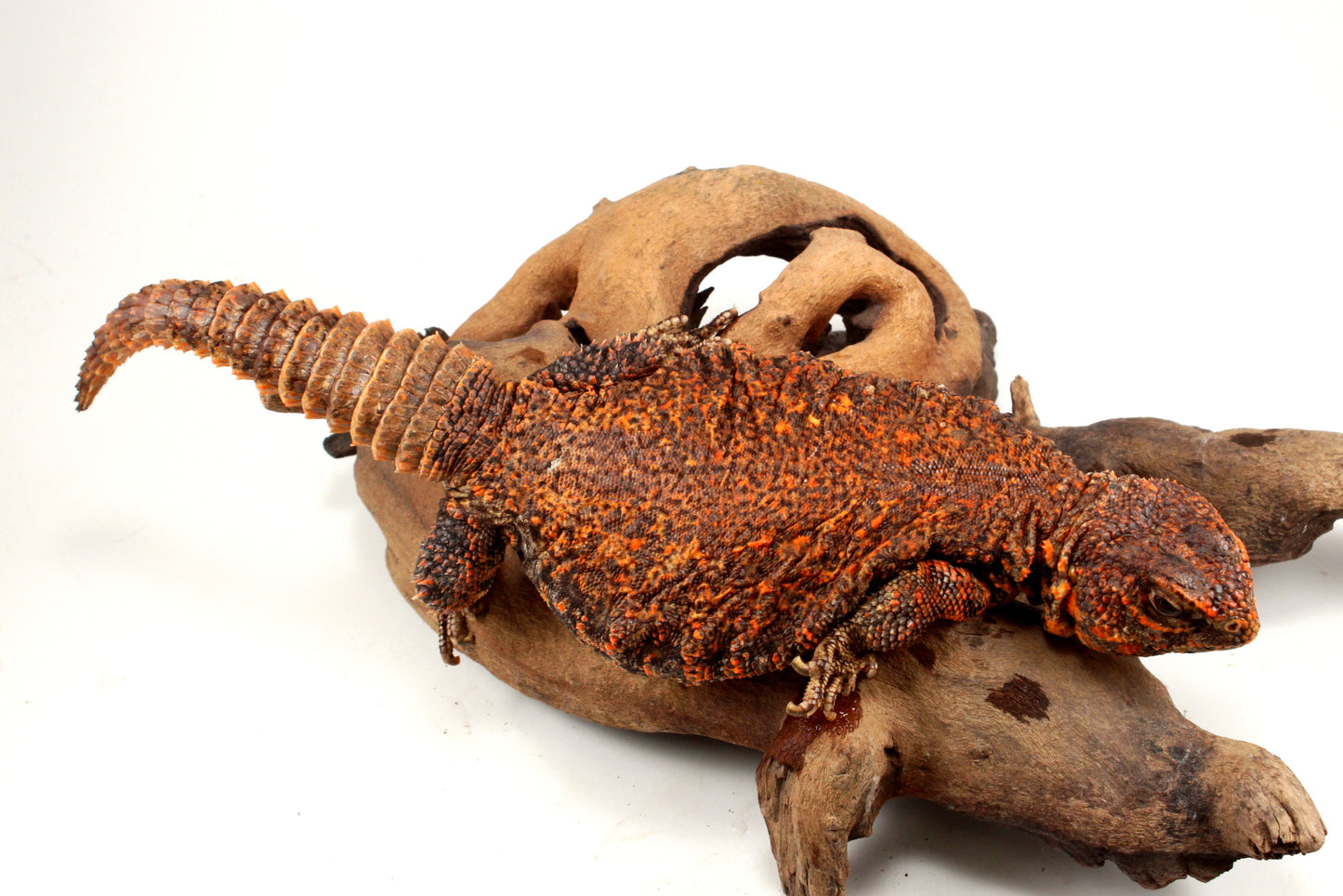 Nigerian Uromastyx - Orange