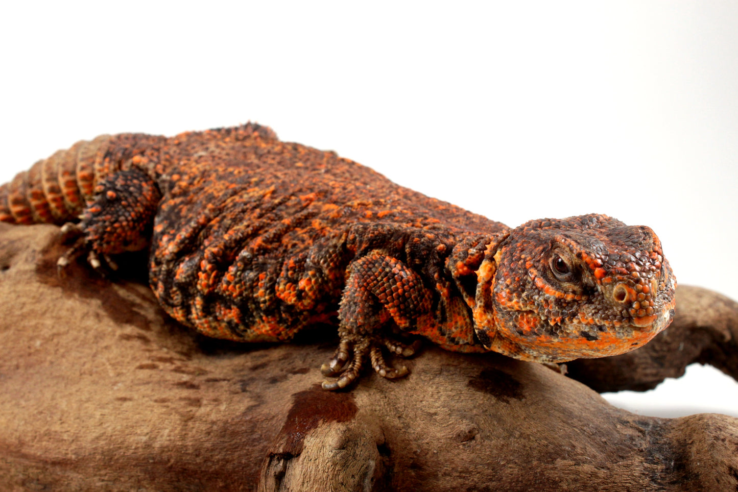 Nigerian Uromastyx - Orange